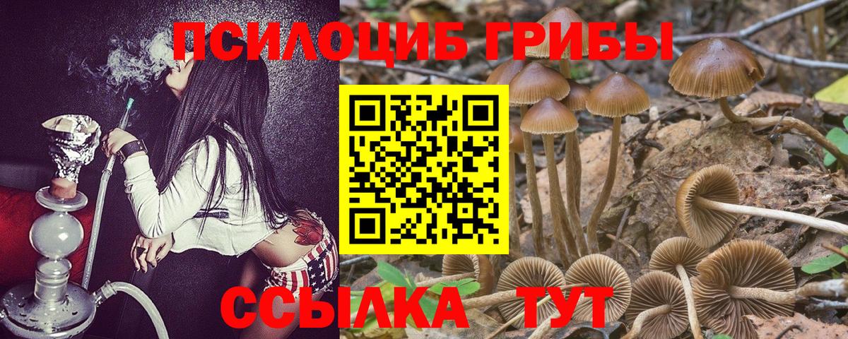 Галлюциногенные грибы Psilocybe Джанкой